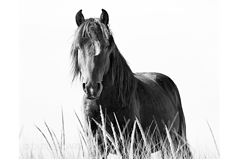 Wild Horses Sable Island H-187